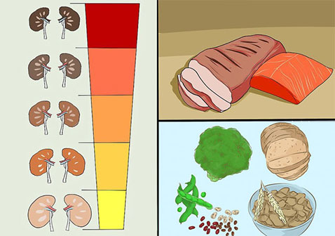 关于蛋白质和肾病的权威指南